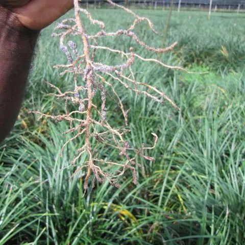 thumbnail for publication: Nematode Management for Perennial Landscape Plants in Florida